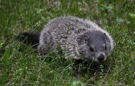 Woodchuck | The Animal Facts | Appearance, Diet, Habitat, Behavior