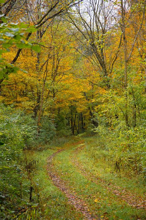 Fall Colors in Indiana: A Handy Online Guide for Peak Splendor