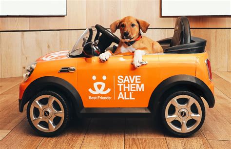 MINI to hold event dedicated to dog adoption in Manhattan