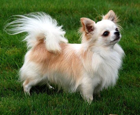 how to groom your long hair chihuahua - Google Search | cute dogs . | Chihuahua breeds, Cute ...