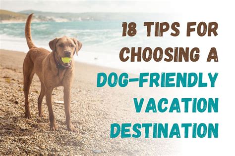 How to Pick a Vacation Spot That's Great for Your Dog: 18 Tips