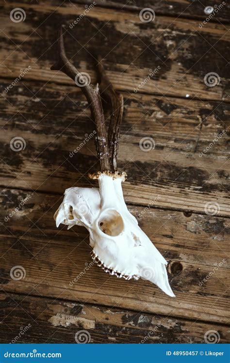 Buck skull on old boards stock image. Image of scene - 48950457