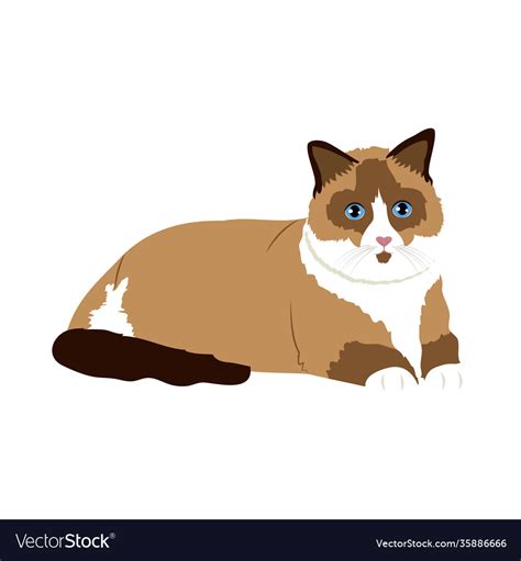 Cartoon ragdoll cat icon colorful design Vector Image