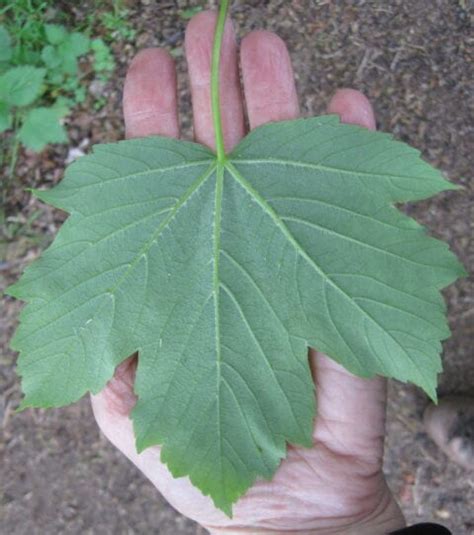 Sycamore - Tree Guide UK - Sycamore tree identification