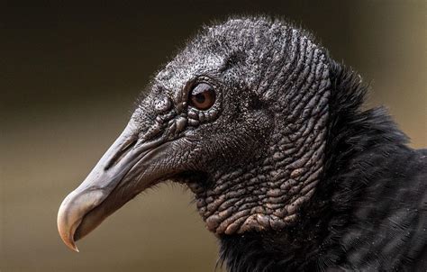 Birdist Rule #60: Figure Out What Kind of Vulture Is Circling You | Audubon