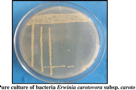 In-Vitro Management of Erwinia carotovora the Causal Organism of Potato Soft Rot Disease ...