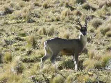 Taruca (Hippocamelus antisensis) en Salta - YouTube