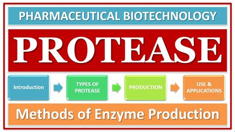 PROTEASE ENZYME | PART-1 | TYPES | CLASSIFICATION | ROLE OF ENZYME | FUNCTION | - YouTube