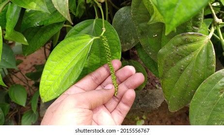 Black Pepper Spice Plant New Pepper Stock Photo 2015556767 | Shutterstock