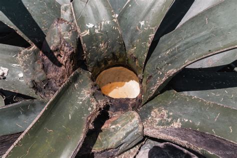 Pulque: The drink of the Gods | Hidden Corners