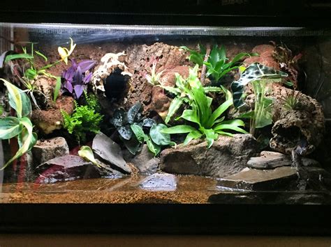 Terrarium Tank Setup