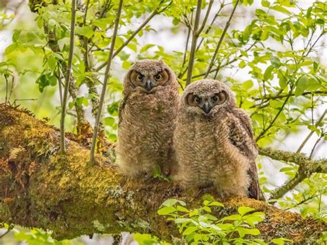 Forest Owlet: Why is it critically endangered?