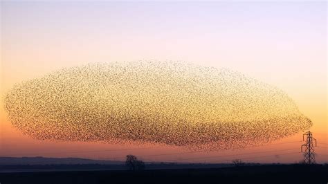 The Secrets and Science Behind Starling Murmurations | HowStuffWorks