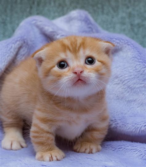 Munchkin Cats For Sale | New York, NY #296485 | Petzlover