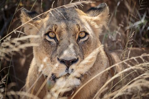 Lion Conservation in Kenya National Park | Lion numbers in A… | Flickr