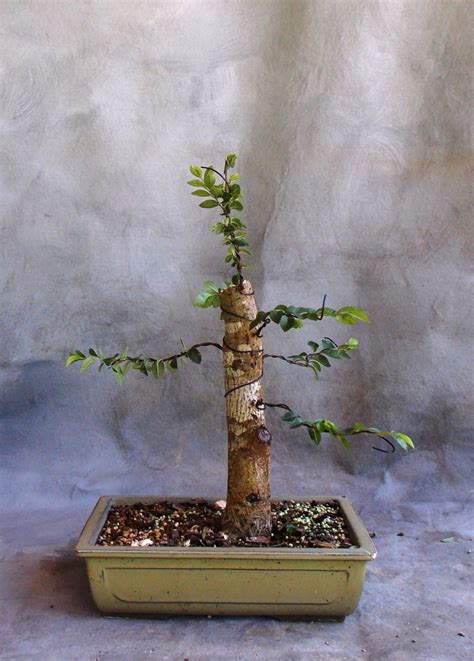 Building A Chinese Elm Bonsai – Year 1 | Bonsai South