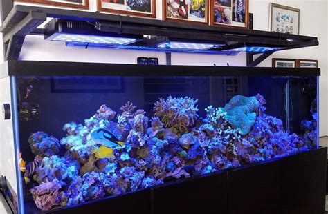 Build Thread - My 125 gallon reef tank new setup! | Reef2Reef