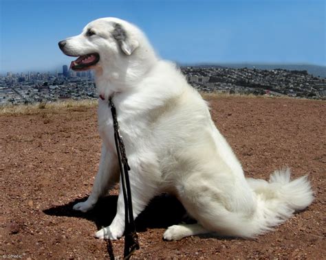 Great Pyrenees | Fun Animals Wiki, Videos, Pictures, Stories