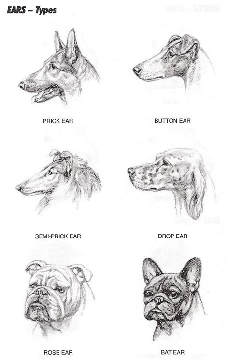 Dog info, Ear, Dog breeds