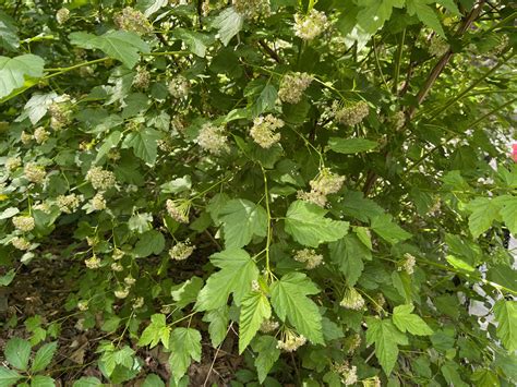 Physocarpus opulifolius (Rosaceae) image 206832 at PhytoImages.siu.edu