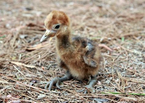 Wattled Crane Baby Animals Pictures, Flightless Bird, Storks, Lil Baby ...