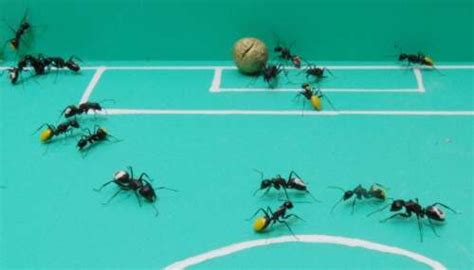 UNIK nya Semut yang Bermain Sepak Bola! | Reverendum