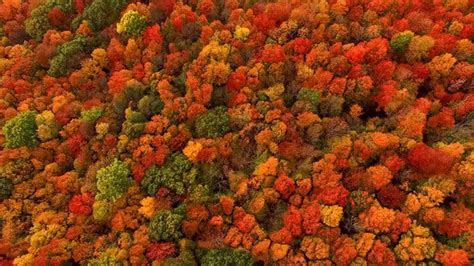 Why Does Fall Foliage Turn So Red and Fiery? It Depends. - The New York ...