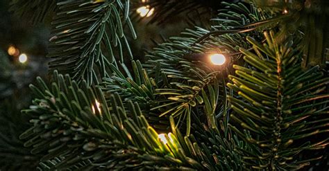 Shallow Focus Photography Of Green Christmas Tree · Free Stock Photo