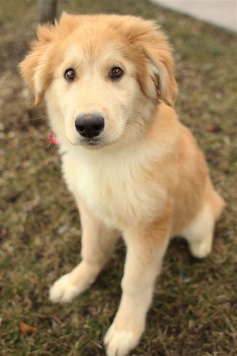 Golden Retriever Mix | [#] Lunawsome