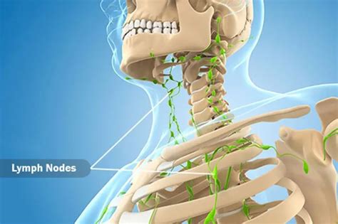 How Your Immune System Functions