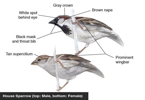 House Sparrow identification diagram | Bird Academy • The Cornell Lab