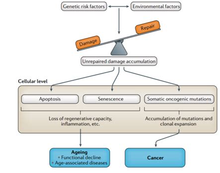 Genetics and Human Aging