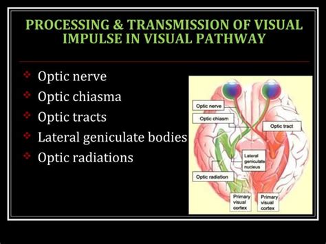 NEUROPHYSIOLOGY OF VISION