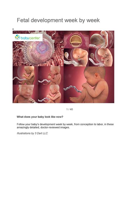 Weekly development of fetus - Fetal development week by week 1 / 46 ...