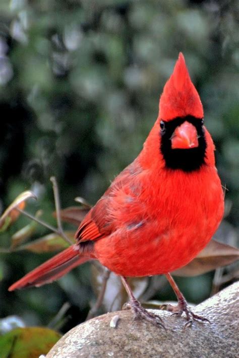 Cardinal 3117572a447616e5b9bf7b7e47d9de40.jpg (852×1280) (With images) | Cardinal birds ...