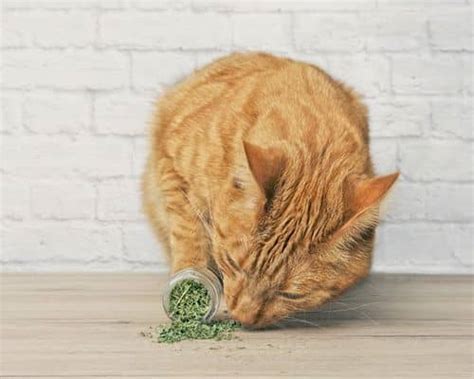 Is Catnip Addictive? Why Some Cats Can't Get Enough - PetHelpful