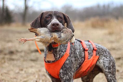 German Shorthaired Pointer Hunting Pictures