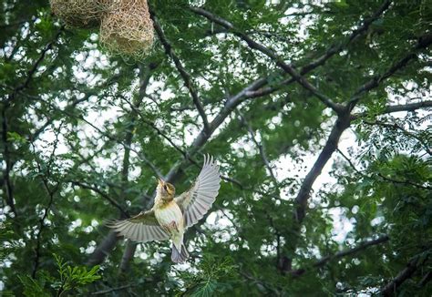 Baya Weaver Bird Nest - Free photo on Pixabay - Pixabay