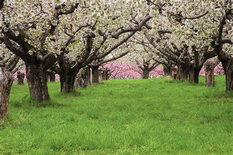 Fruit Orchard Photograph by Douglas Pulsipher - Fine Art America