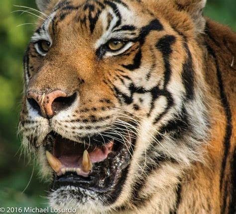 Very sharp teeth by mlosurdo - VIEWBUG.com