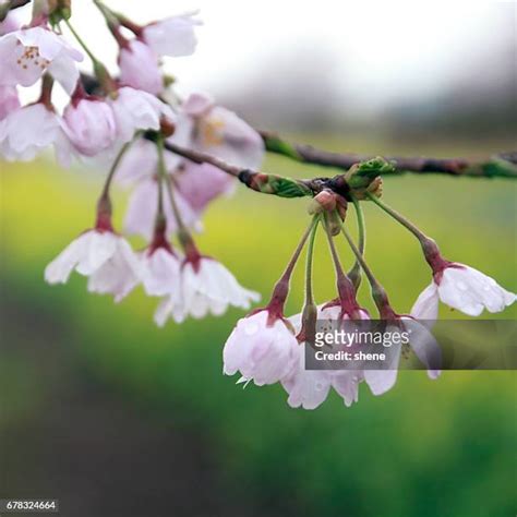 56 Cherry Blossom Jeju Stock Photos, High-Res Pictures, and Images ...