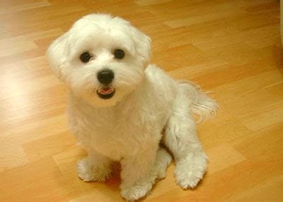 15 Maltese Haircuts & Hairstyles: White, Fluffy, and Looking Fabulous!