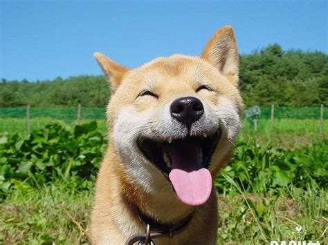 1366x768px | free download | HD wallpaper: Dogs, Shiba Inu | Wallpaper Flare