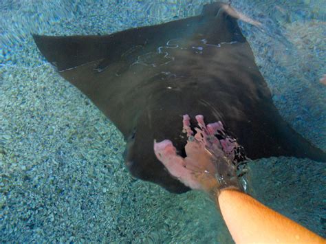 Cownose Stingray - splendid stingrays Photo (17115724) - Fanpop