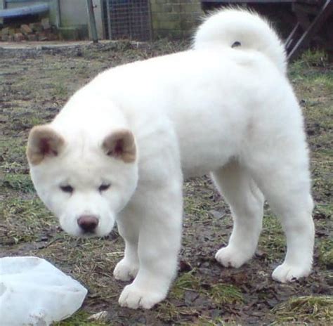 15 Most Popular Akita Dog Pictures | Akita dog, Akita puppies, Japanese ...