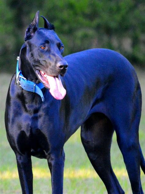 Great DoberDane, Nyx | Big dogs, Large dog breeds, Hound dog breeds