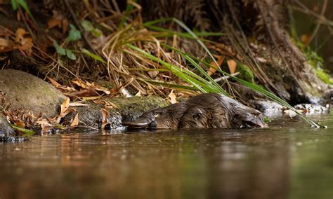 Platypus to make a comeback in Australia's oldest national park ...