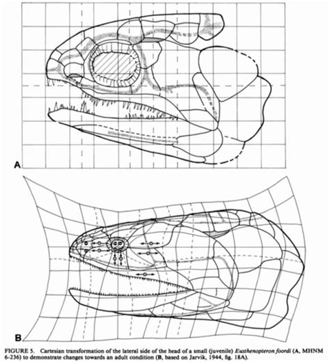 Osteolepis and Eusthenopteron