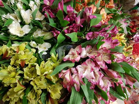 Alstroemeria Peruvian Lily Assorted - Bunch of 50 Stems Toronto Flowers