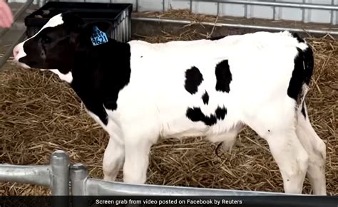 Calf Born With Smiley On Its Hide Becomes People's Favourite In Australia